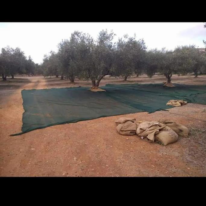 Olive Grove Cottage Skalani Knossós Exterior photo