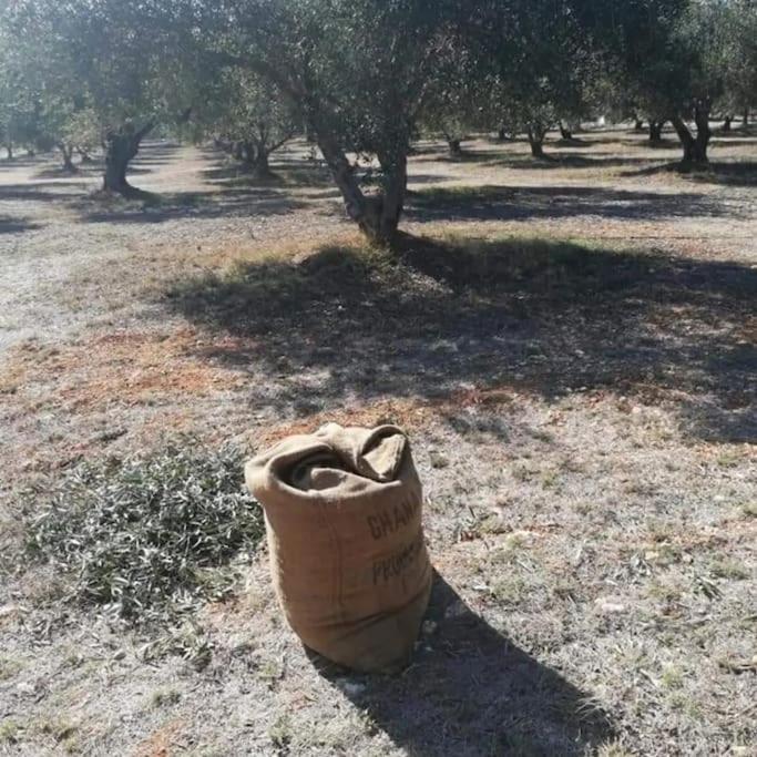 Olive Grove Cottage Skalani Knossós Exterior photo