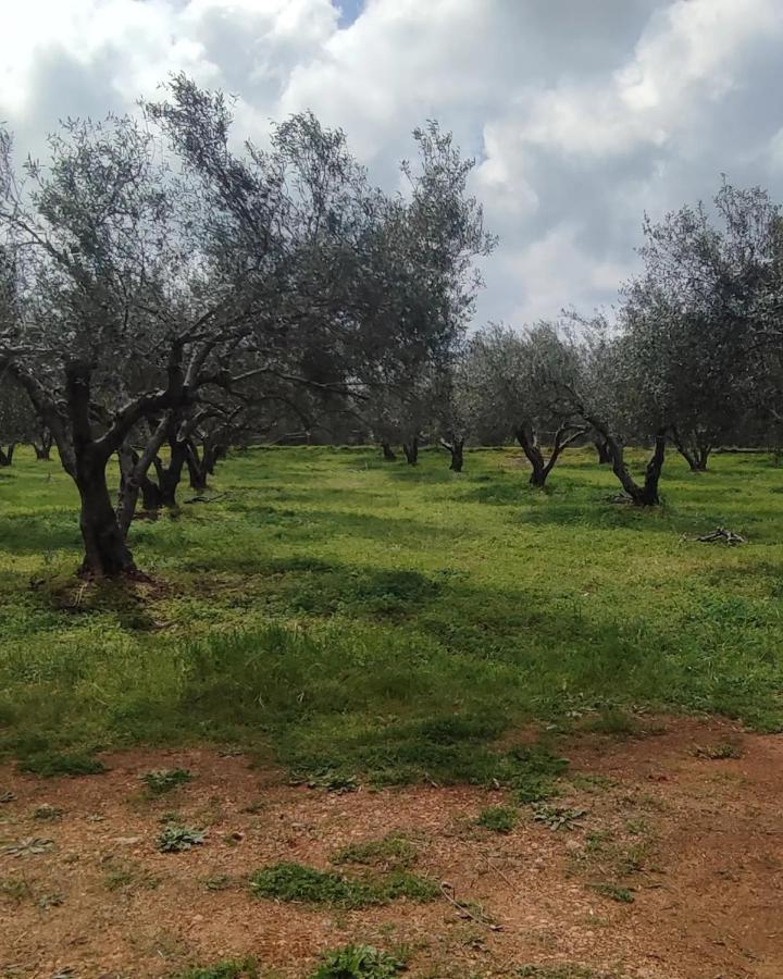 Olive Grove Cottage Skalani Knossós Exterior photo