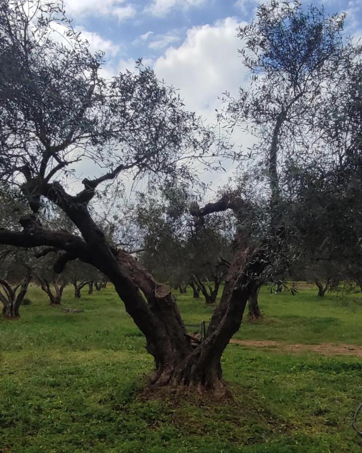 Olive Grove Cottage Skalani Knossós Exterior photo